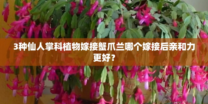 3种仙人掌科植物嫁接蟹爪兰哪个嫁接后亲和力更好？