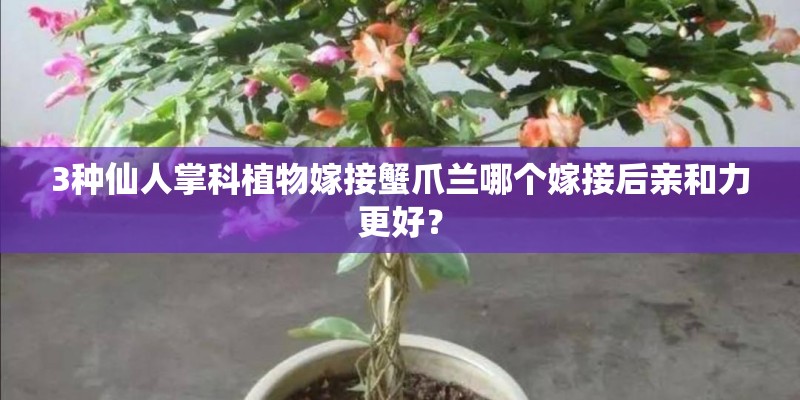 3种仙人掌科植物嫁接蟹爪兰哪个嫁接后亲和力更好？