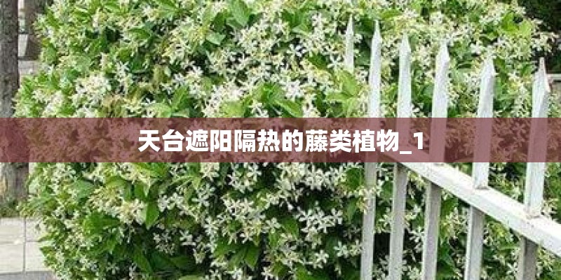 天台遮阳隔热的藤类植物_1