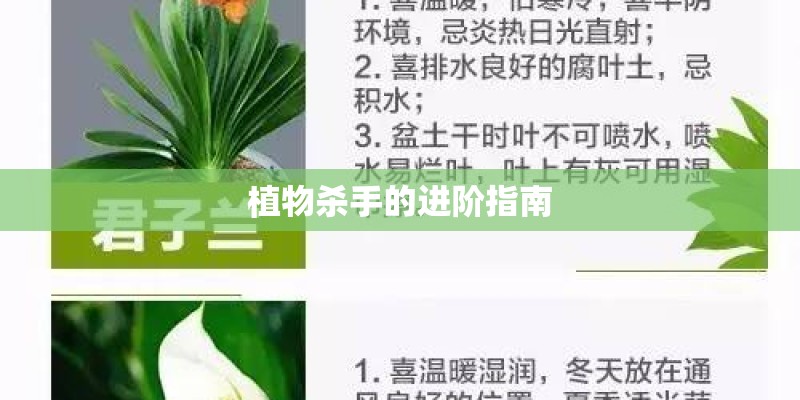 植物杀手的进阶指南