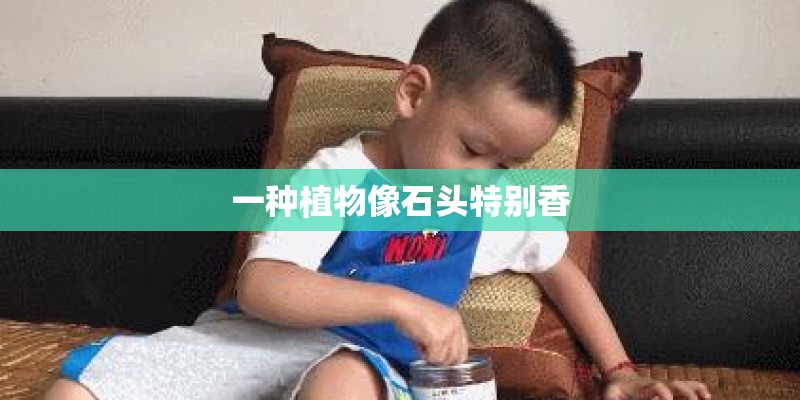 一种植物像石头特别香