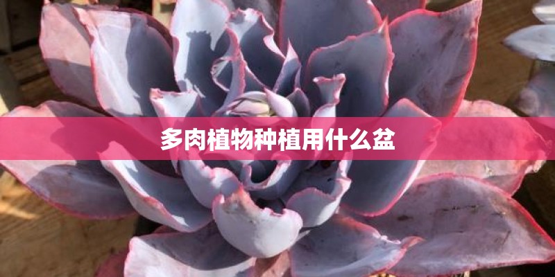 多肉植物种植用什么盆