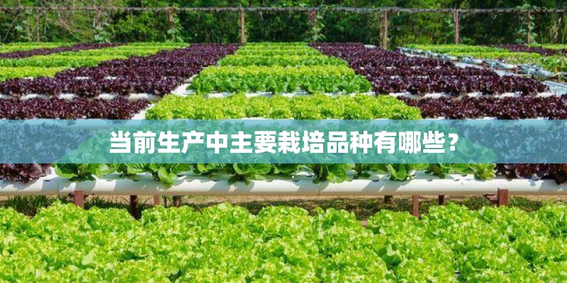 当前生产中主要栽培品种有哪些？