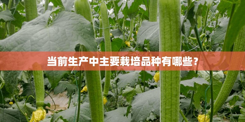 当前生产中主要栽培品种有哪些？