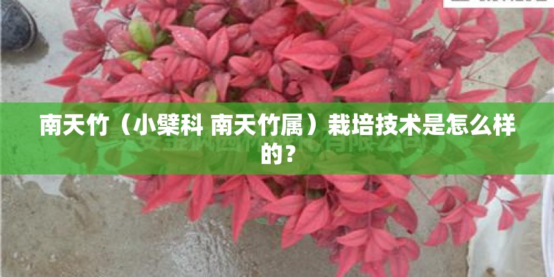 南天竹（小檗科 南天竹属）栽培技术是怎么样的？