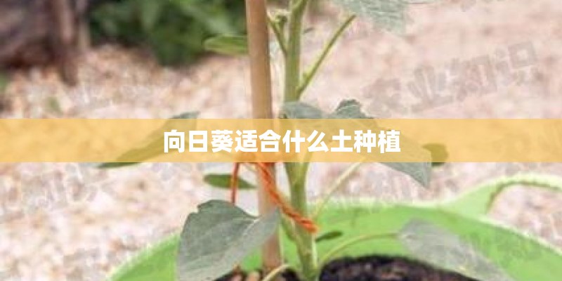 向日葵适合什么土种植