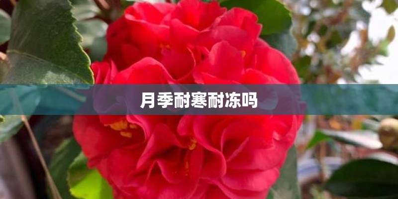 月季耐寒耐冻吗