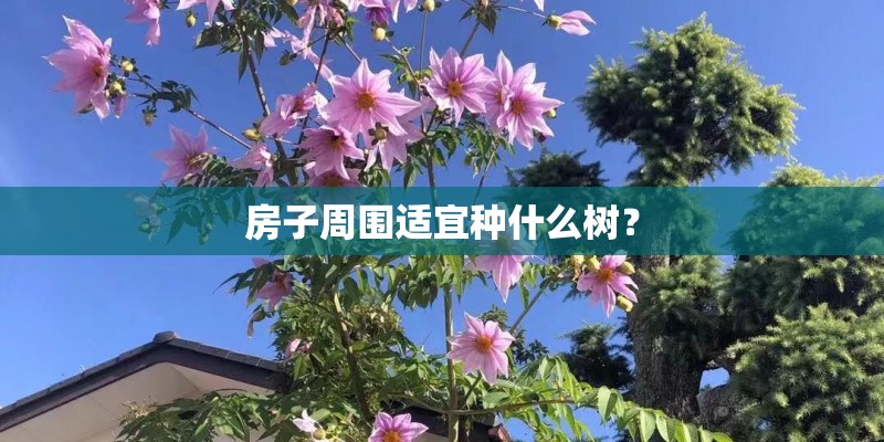 房子周围适宜种什么树？