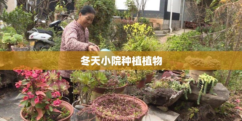 冬天小院种植植物