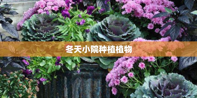 冬天小院种植植物
