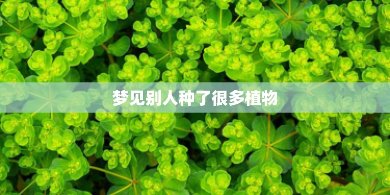 梦见别人种了很多植物