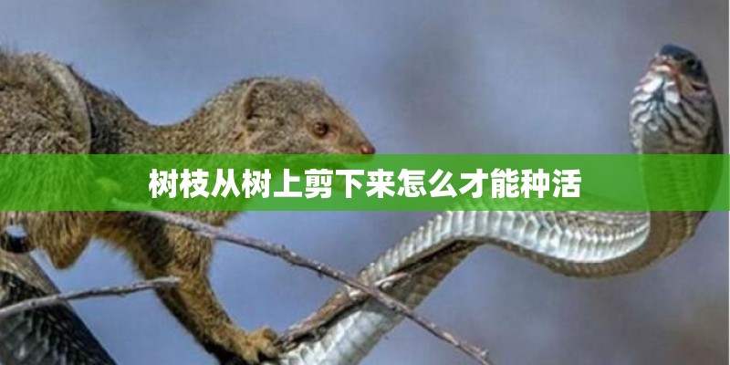 树枝从树上剪下来怎么才能种活