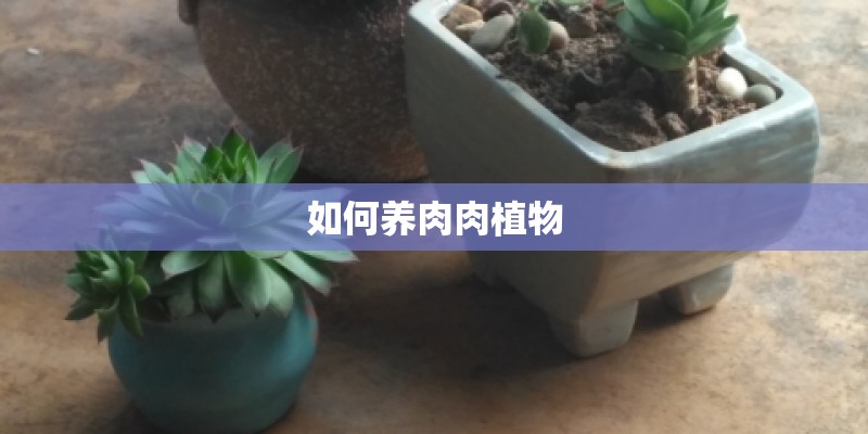 如何养肉肉植物