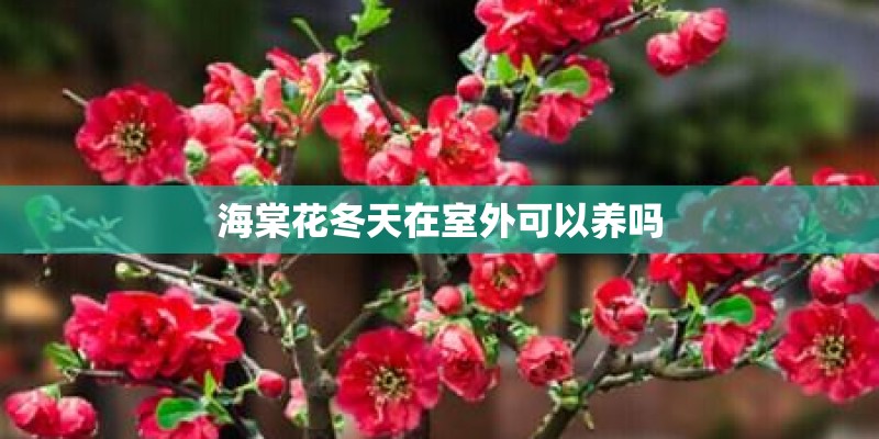 海棠花冬天在室外可以养吗