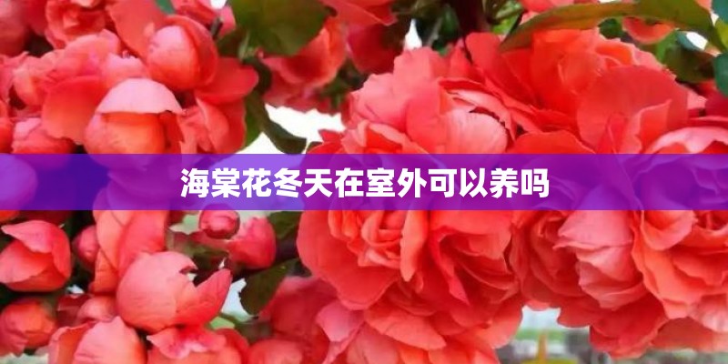 海棠花冬天在室外可以养吗