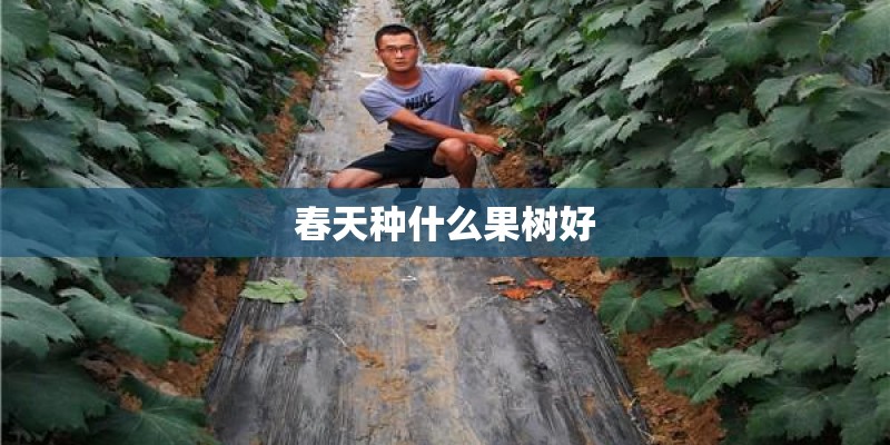 春天种什么果树好