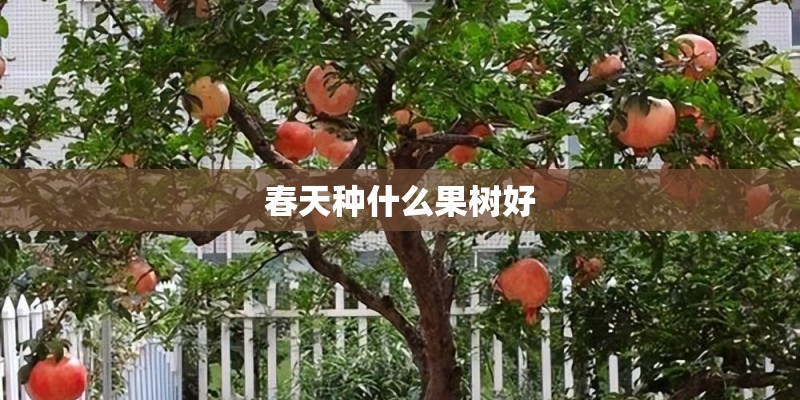 春天种什么果树好