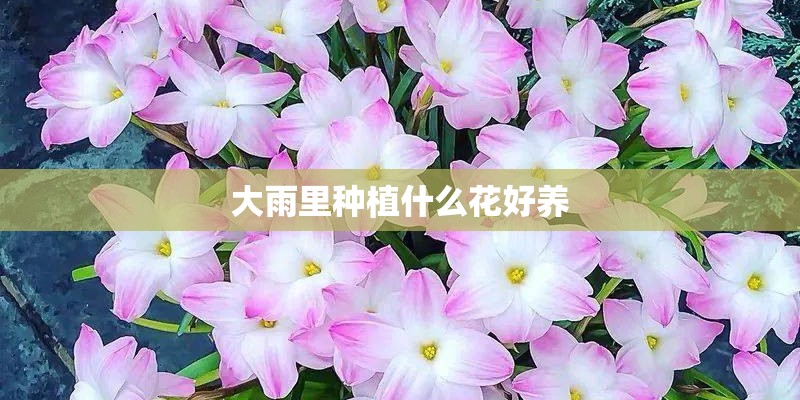 大雨里种植什么花好养