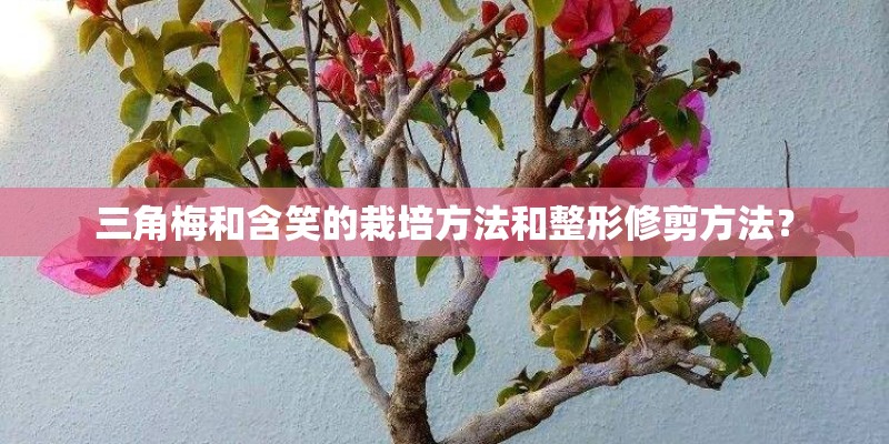 三角梅和含笑的栽培方法和整形修剪方法? 三角梅和含笑的栽培方法和整形修剪方法?