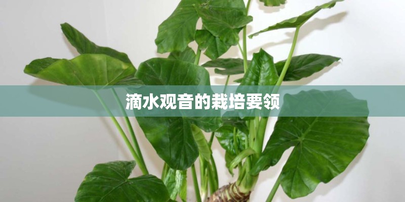 滴水观音的栽培要领
