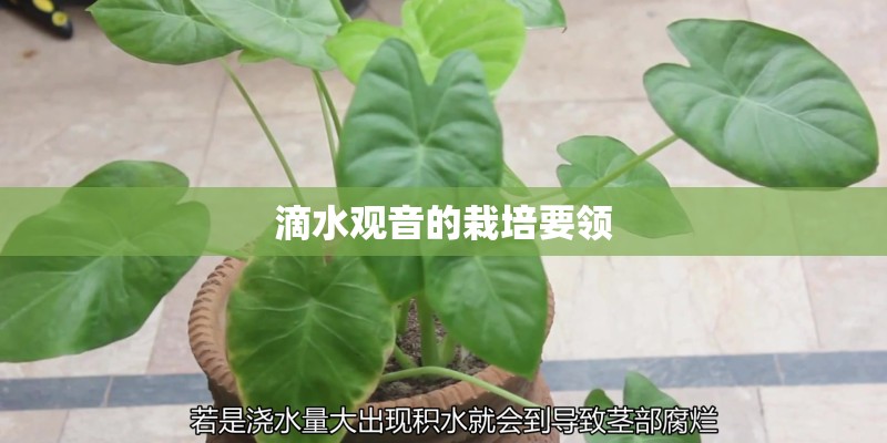 滴水观音的栽培要领