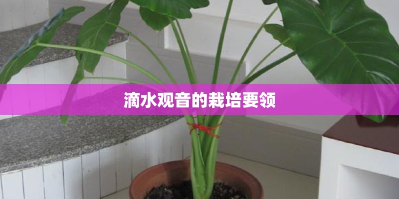 滴水观音的栽培要领