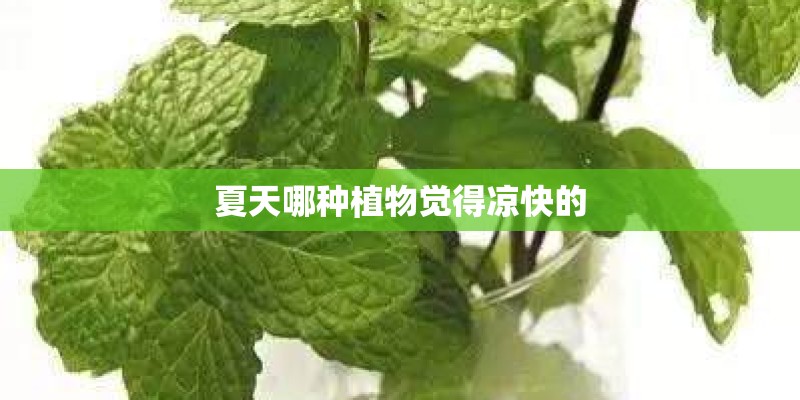 夏天哪种植物觉得凉快的