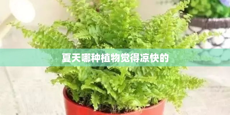夏天哪种植物觉得凉快的