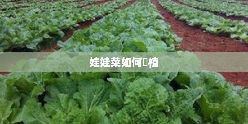 娃娃菜如何種植