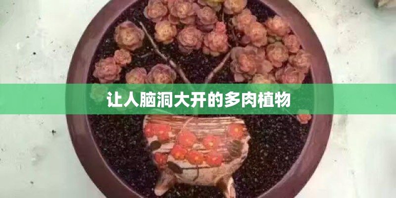让人脑洞大开的多肉植物