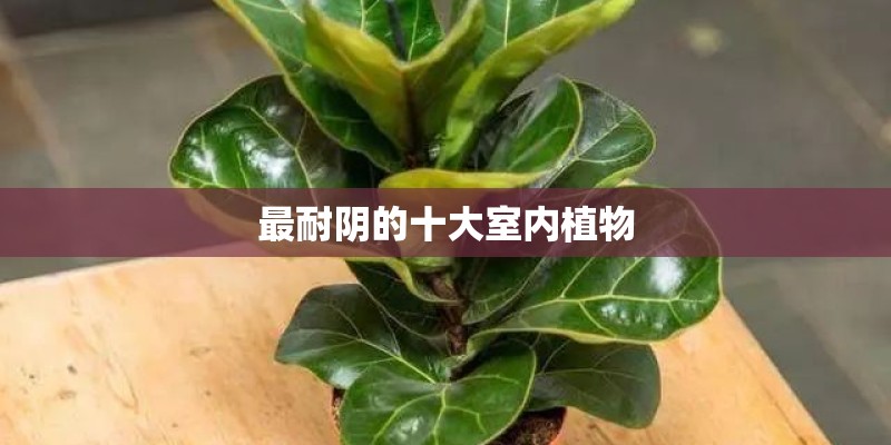 最耐阴的十大室内植物