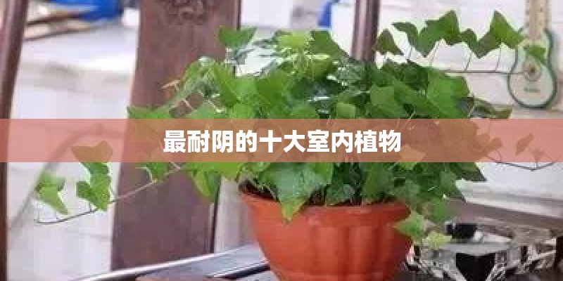 最耐阴的十大室内植物