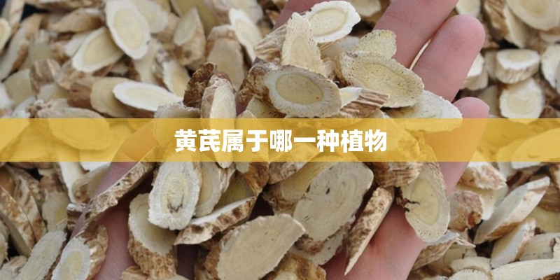 黄芪属于哪一种植物