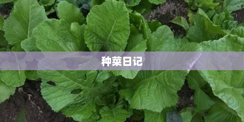 种菜日记