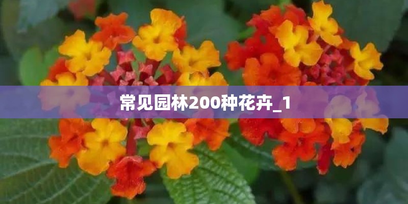 常见园林200种花卉_1