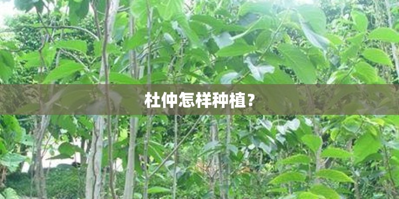 杜仲怎样种植？