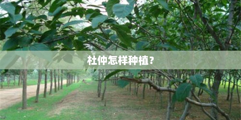 杜仲怎样种植？