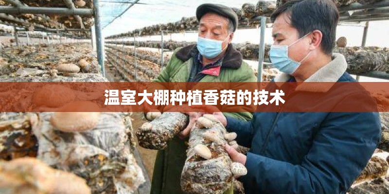 温室大棚种植香菇的技术 温室大棚种植香菇的技术