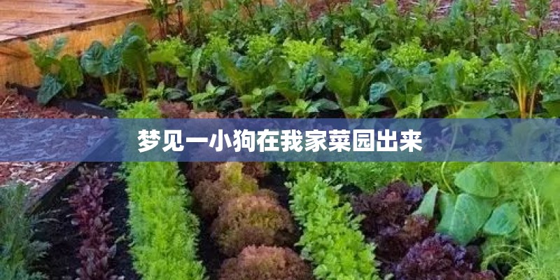 梦见一小狗在我家菜园出来