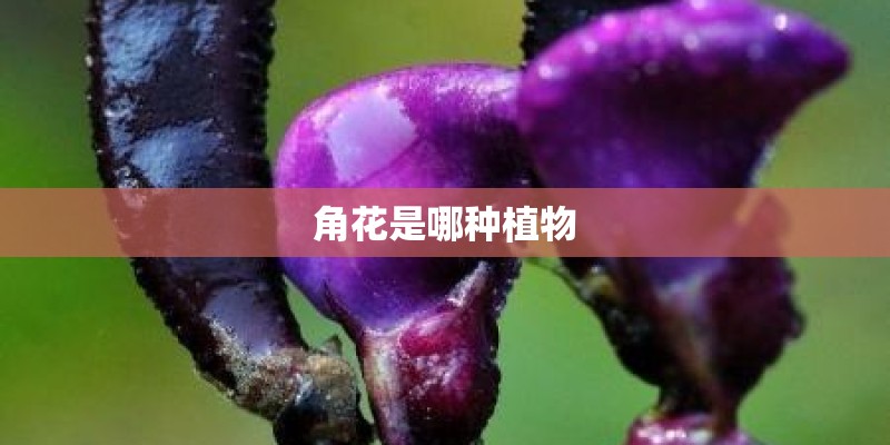 角花是哪种植物