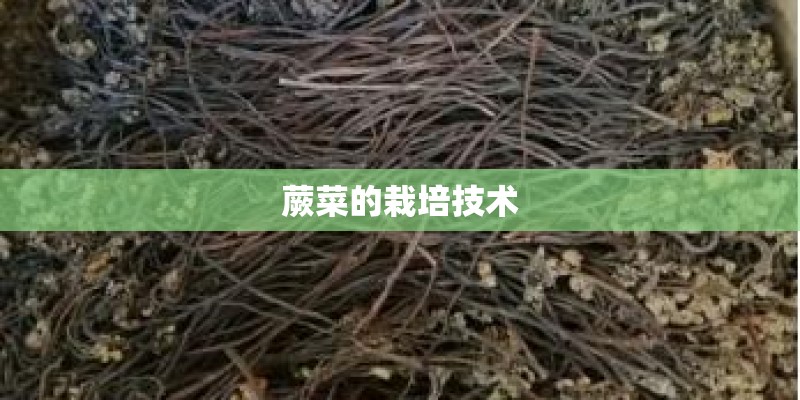 蕨菜的栽培技术