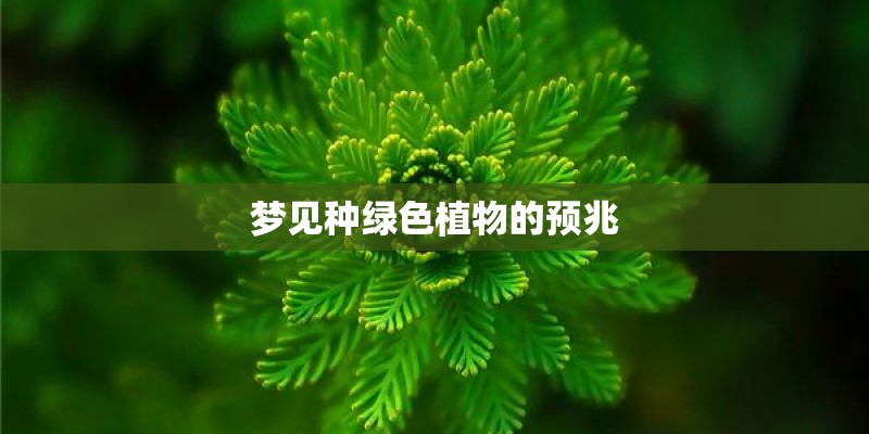 梦见种绿色植物的预兆