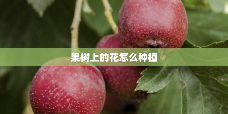 果树上的花怎么种植