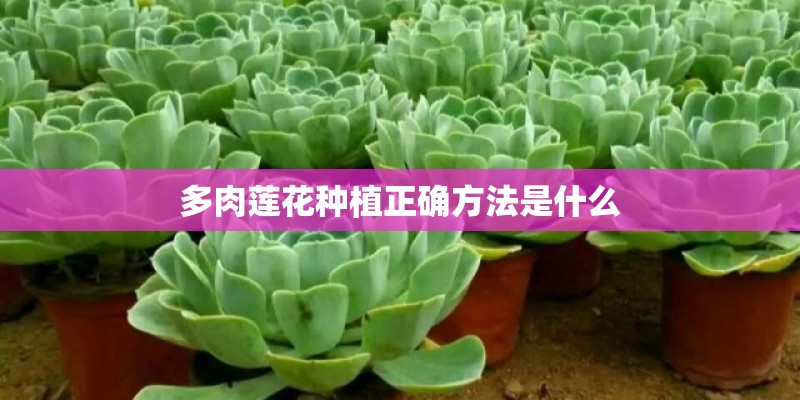 多肉莲花种植正确方法是什么