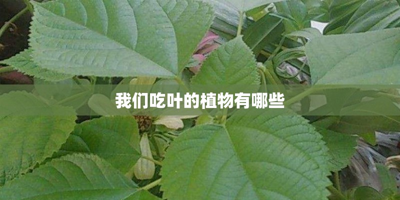 我们吃叶的植物有哪些