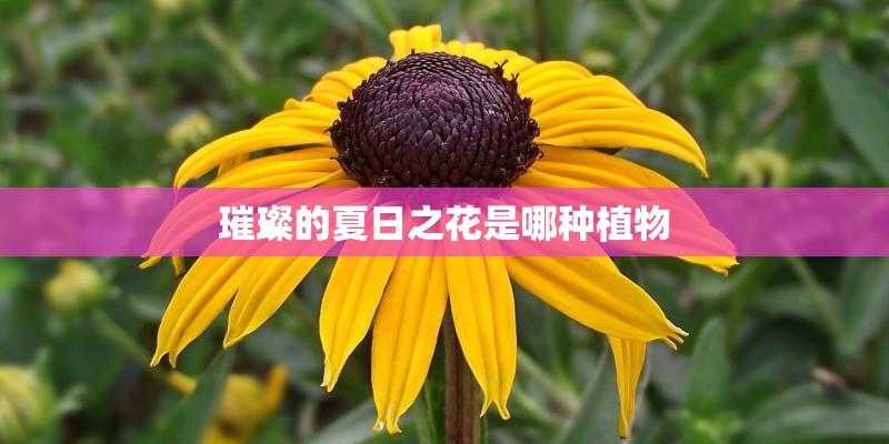 璀璨的夏日之花是哪种植物 璀璨的夏日之花是哪种植物