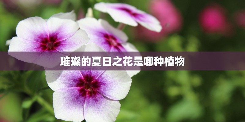 璀璨的夏日之花是哪种植物 璀璨的夏日之花是哪种植物