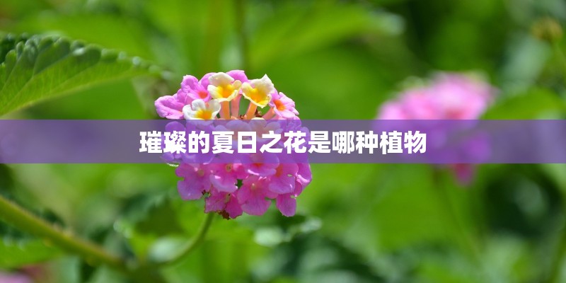 璀璨的夏日之花是哪种植物 璀璨的夏日之花是哪种植物