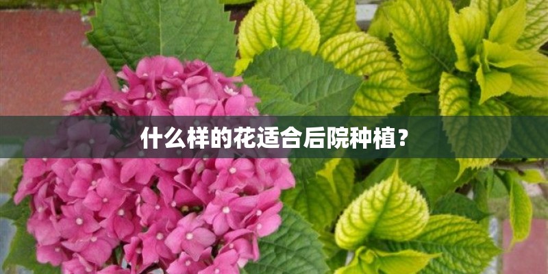 什么样的花适合后院种植？