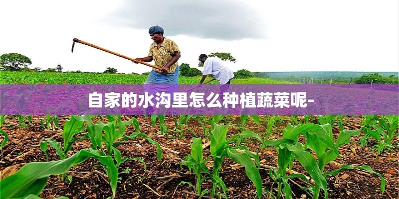 自家的水沟里怎么种植蔬菜呢-